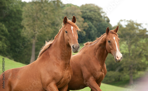 Fototapeta Naklejka Na Ścianę i Meble -  Two chestnut horses standing together stock photo