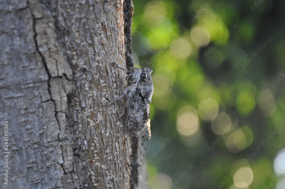 Obraz premium The beautiful insect cicada in the natural environment