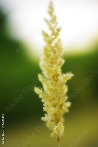 Spikelet on blurred background
