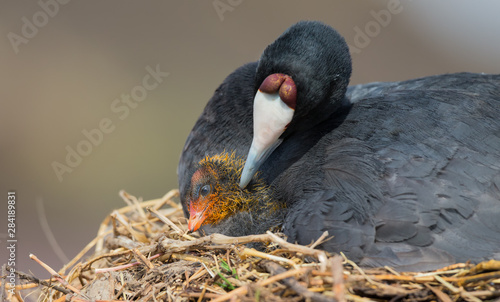 Red Knobbed Coot sitting on a nest with one chick protecting
