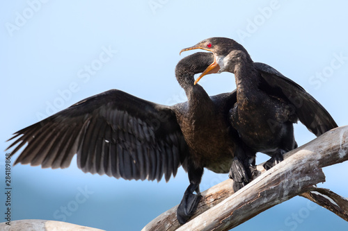 Εκτύπωση καμβά Reed Cormorant mother feeding her young fish she regurgitates
