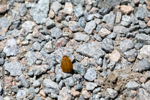 Käfer am Mount Kosciuszko