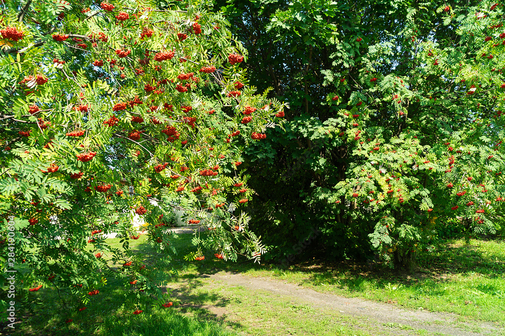 Berries of rowanberry on tree in garden Berries of rowanberry on tree in garden