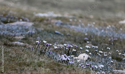 Blumen am Mount Kosciuszko