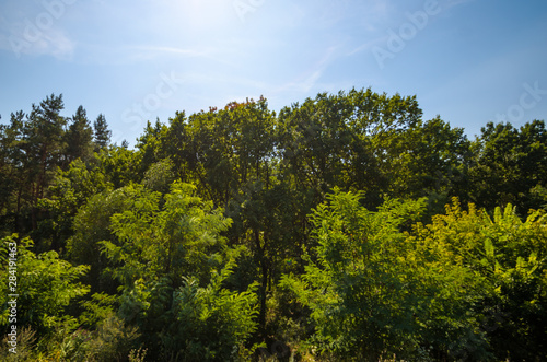 Pattern of green forest and clear blue sky