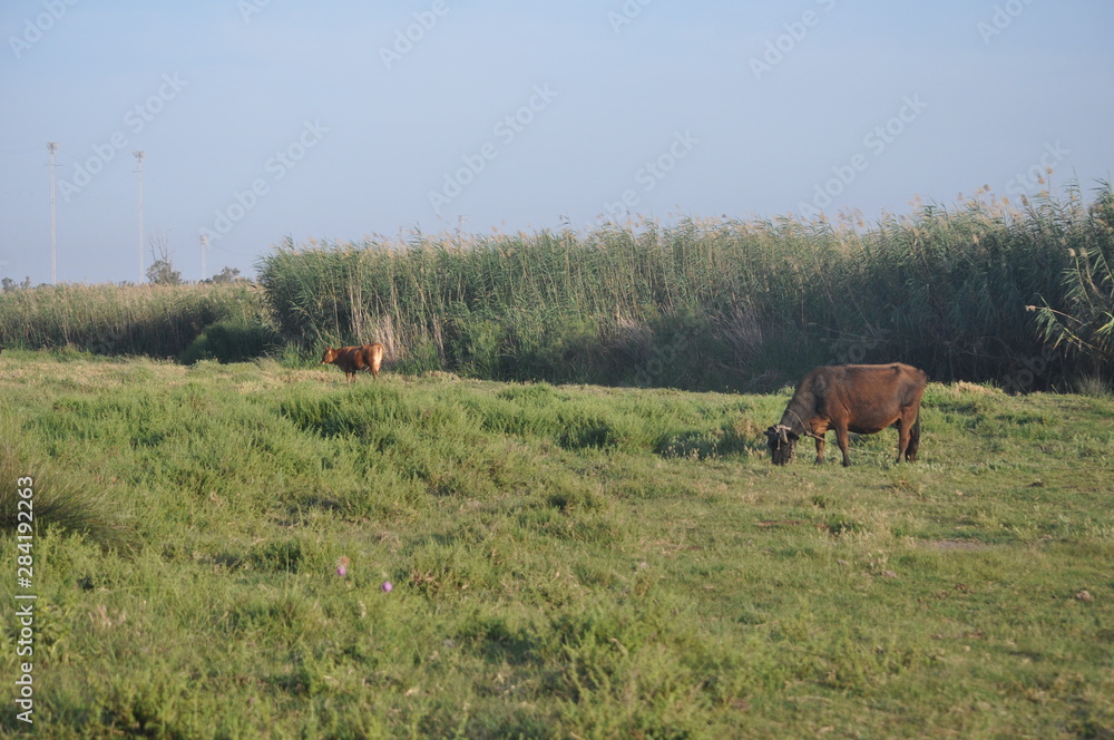 The beautiful Animal Cow in the natural environment The beautiful Animal Cow in the natural environment