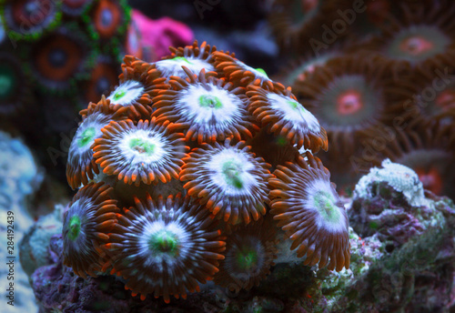 Canvastavla A variety of coral polyps Zoantharia. Close up.
