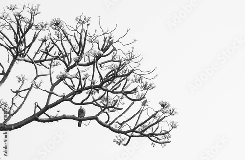 beautiful tree branch isolated on pale white background - monochrome