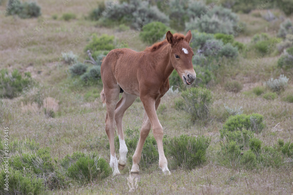 Cute Wild Horse Foal in the Utah Desert