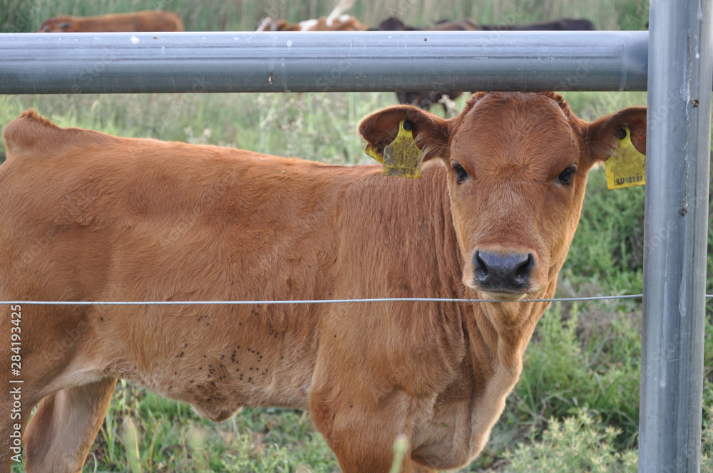 The beautiful Animal Cow in the natural environment The beautiful Animal Cow in the natural environment