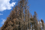Vertrocknete Bäume im Westerwald im August 2019 - Stockfoto