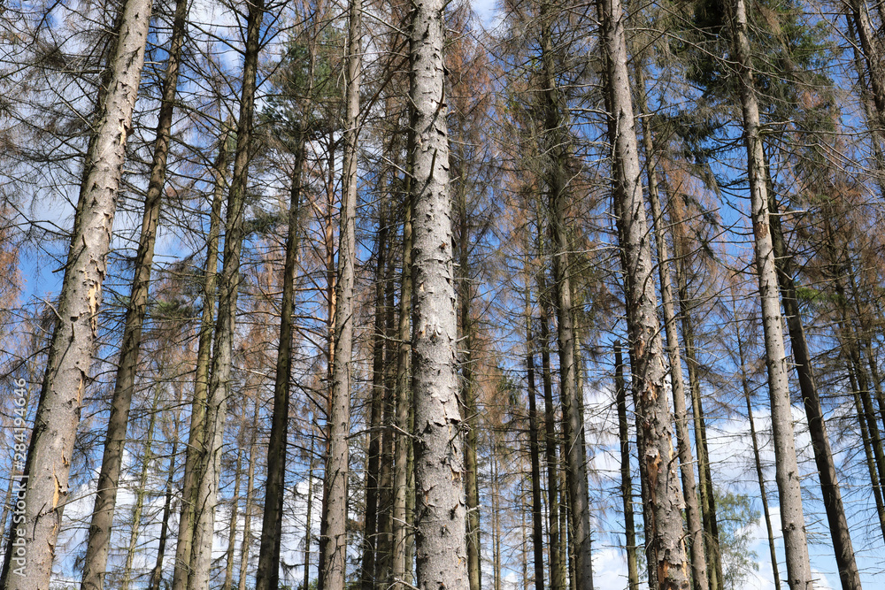 Vertrocknete Bäume im Westerwald im August 2019 - Stockfoto Vertrocknete Bäume im Westerwald im August 2019 - Stockfoto