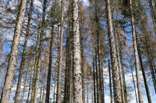 Vertrocknete Bäume im Westerwald im August 2019 - Stockfoto