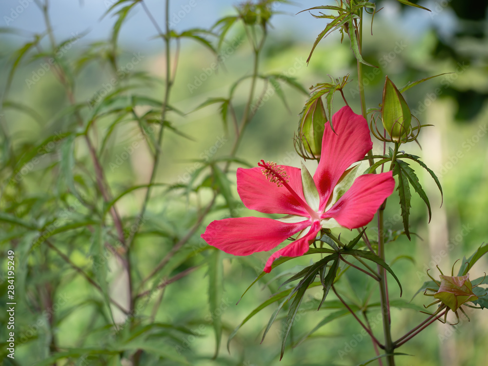 Hibiscus coccineus aka Scarlet rose mallow, growing outdoors. Huge red flower.