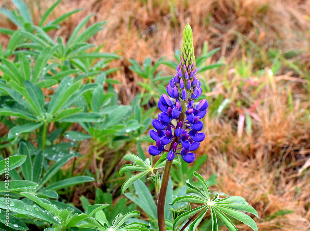 Lonely purple lupine in the autumn field.Against the background of dead grass. Lonely purple lupine in the autumn field.Against the background of dead grass.