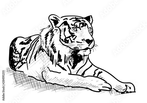 tiger vector illustration