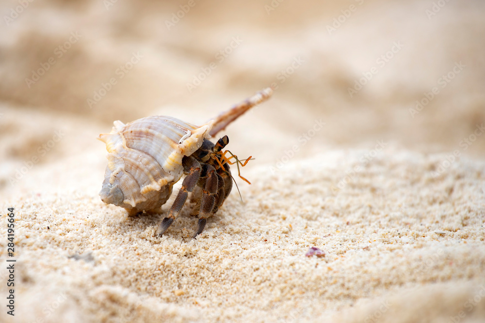 Hermit crab (Pagurus bernhardus) walking with his shell Hermit crab (Pagurus bernhardus) walking with his shell