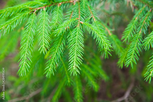 Green prickly branches of a fur-tree or pine