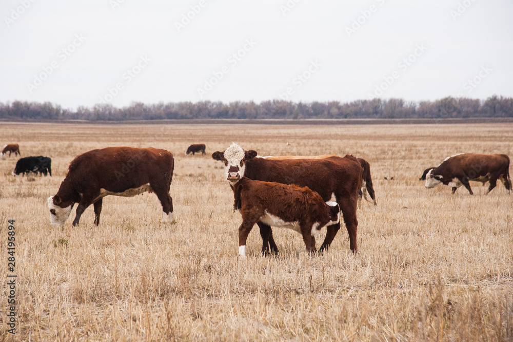 Cows in a farm. Dairy cows Cows in a farm. Dairy cows
