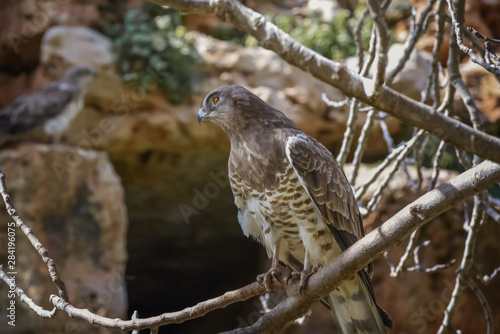 Eurasian Buzzard, Buteo buteo, an opportunistic predator on the branch. Bird Watching