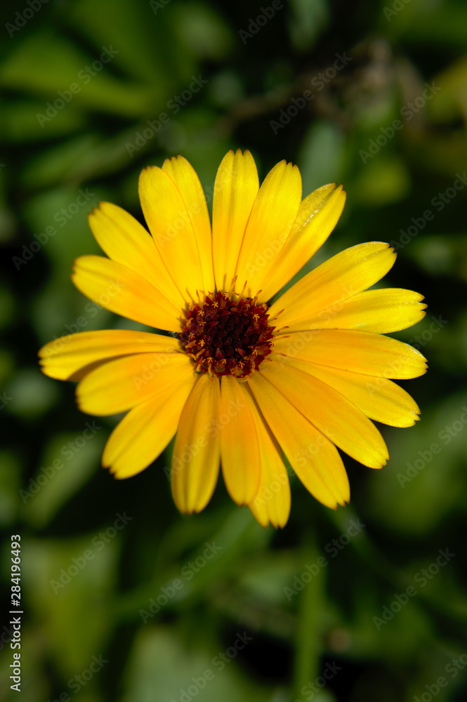 Close-up of a yellow english marigold (Calendula officinalis) on green background Close-up of a yellow english marigold (Calendula officinalis) on green background