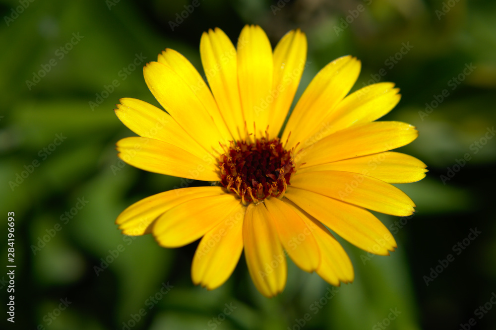 Close-up of a yellow english marigold (Calendula officinalis) on green background Close-up of a yellow english marigold (Calendula officinalis) on green background