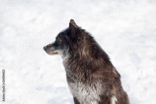 Wild black canadian wolf is sitting on a white snow. Canis lupus pambasileus.