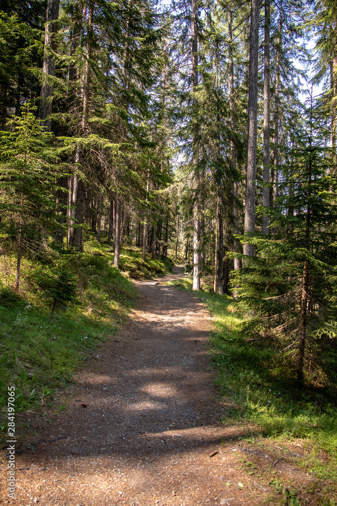 View from a forest with partly fallen trees in the swiss alps View from a forest with partly fallen trees in the swiss alps