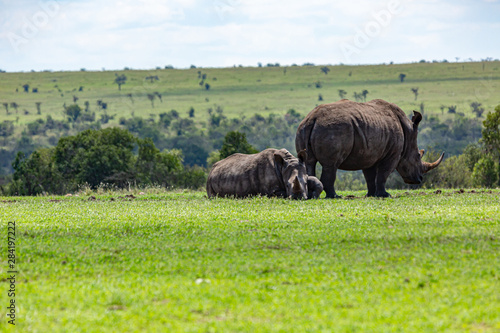 Mum and child Southern White Rhino