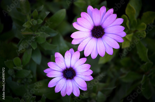 Beautiful purple and violet flowers in a garden with contrast of green and black colors 