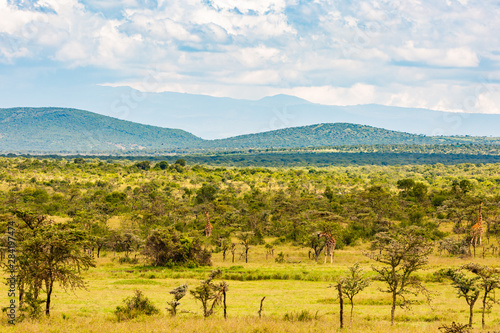 Wild Safari landscape