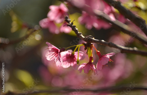 Beautiful cherry blossoms with blue sky background and bokeh. Trees with sakura flowers.