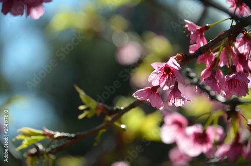 Beautiful cherry blossoms with blue sky background and bokeh. Trees with sakura flowers.