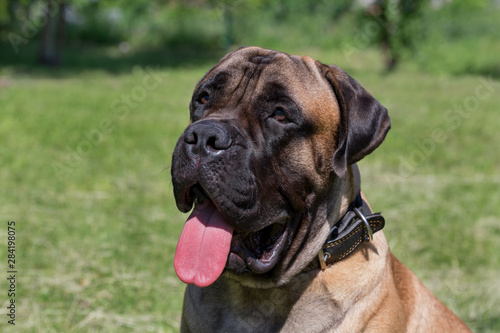 Cute bullmastiff puppy is sitting on a green meadow. Close up. Pet animals.