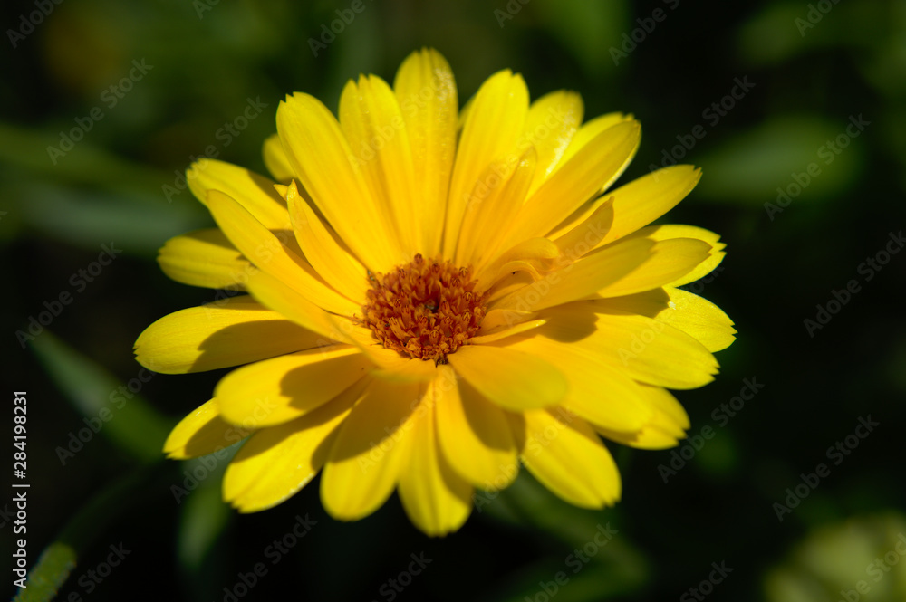 Close-up of a yellow english marigold (Calendula officinalis) on green background Close-up of a yellow english marigold (Calendula officinalis) on green background