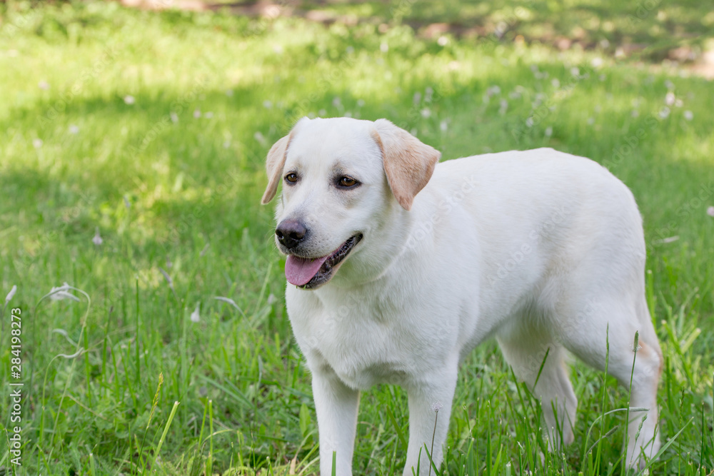 Cue labrador retriever puppy is standing on a green grass. Pet animals.