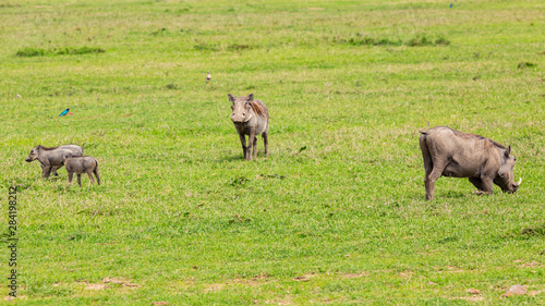 Warthog family 3