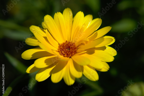 Close-up of a yellow english marigold  Calendula officinalis  on green background