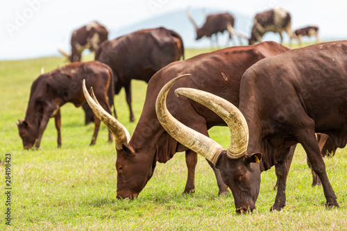 Ankole cropped