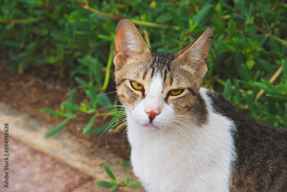A simple and hungry street cat looking to the camera A simple and hungry street cat looking to the camera