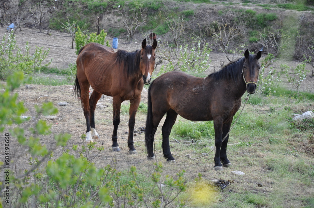 The beautiful Animal Horse in the natural environment (farm) The beautiful Animal Horse in the natural environment (farm)