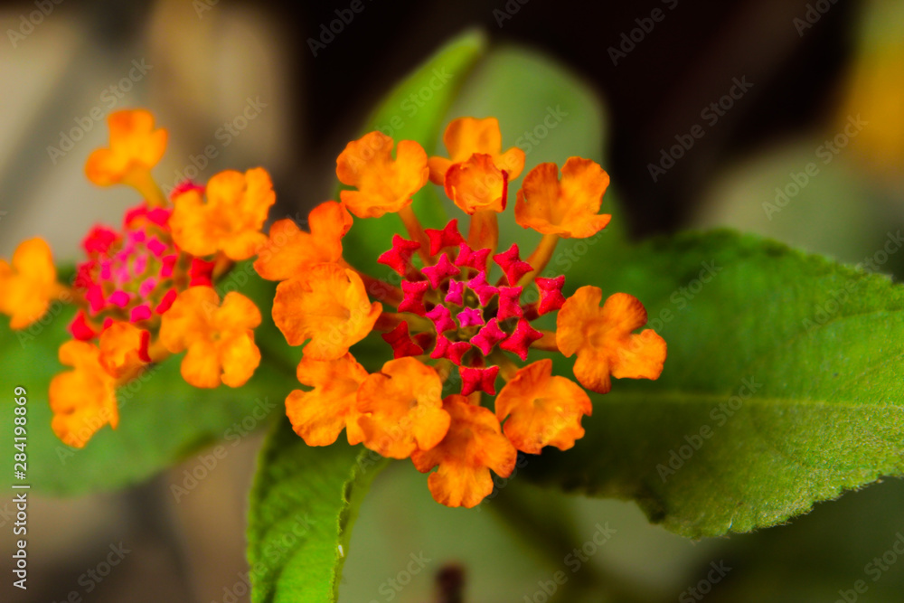 flowers flowers