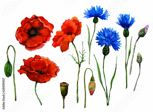 Wildflowers. Three flowering poppies and three cornflowers, one poppy head and four buds not opened. Watercolor.