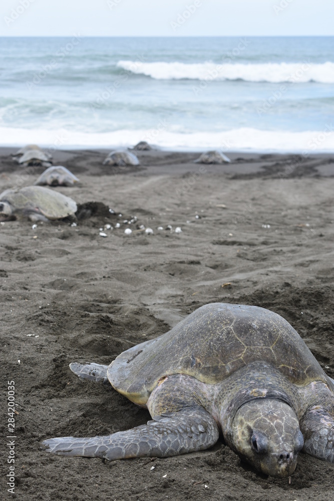 Adult sea turtle spawning on the beach.