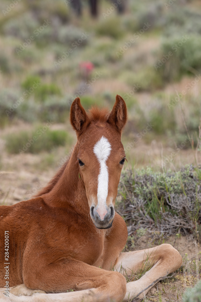 Cute Wild Horse Foal in the Utah Desert Cute Wild Horse Foal in the Utah Desert