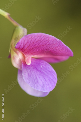 Lathyrus clymenum Spanish vetchling wild lupine with beautiful pink and red flowers