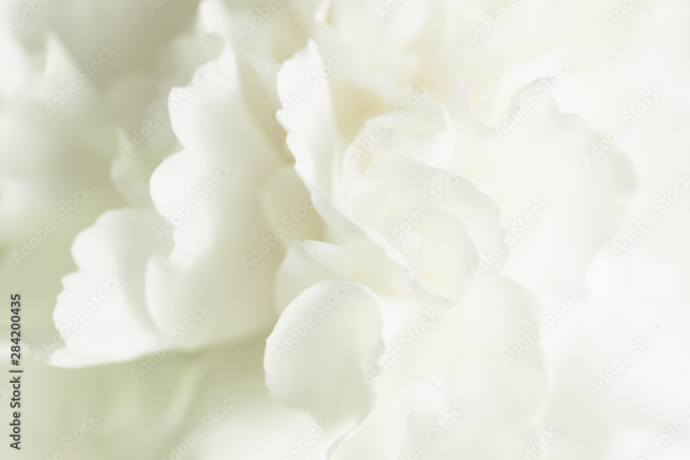 White Abstract Floral Background, Wedding Background, White Carnation Macro Closeup White Abstract Floral Background, Wedding Background, White Carnation Macro Closeup
