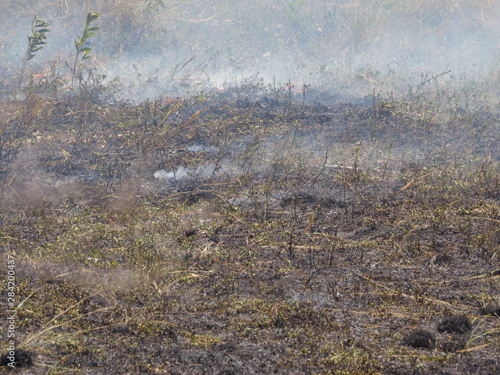 Burning of straw on the field. strong wind