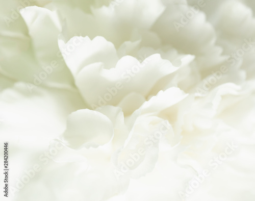 White Abstract Floral Background, Wedding Background, White Carnation Macro Closeup