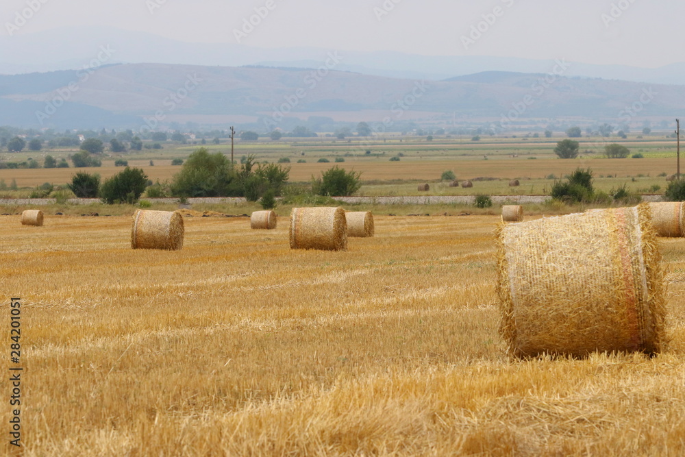 Harvested straw field with round dry hay bales in front of mountain range. Cut and rolled hay bales lay in a field